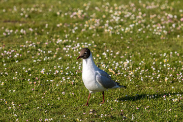 Black Headed Gull, Poole, Dorset, England