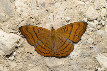 Tabby- Pseudergolis wedah wedah, Satakha, Nagaland