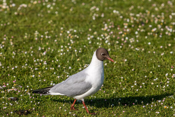 Black Headed Gull, Poole, Dorset, England