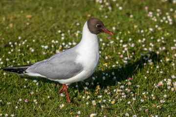 Black Headed Gull, Poole, Dorset, England