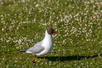 Black Headed Gull, Poole, Dorset, England