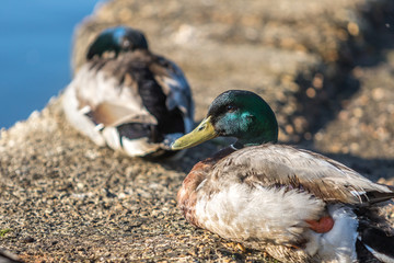 Mallard Ducks, Poole, Dorset, England
