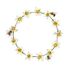 Botanical illustration of a daffodil flower wreath on white background