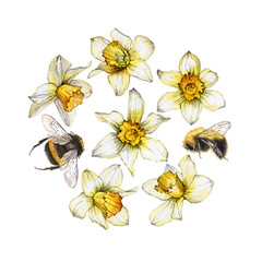 Botanical illustration of a daffodil flower set on white background