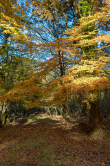 dorset, Autumn