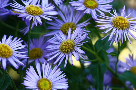 Fototapeta Aster alpinus in flowers./Not the big flowers with the yellow middle and narrow dark blue petals.