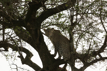 a leopard in a tree in the Maasai Mara, Kenya