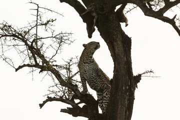 a leopard in a tree in the Maasai Mara, Kenya