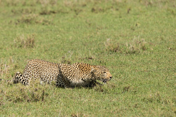 a leopard slinks across the grasslands of the Maasai Mara, Kenya