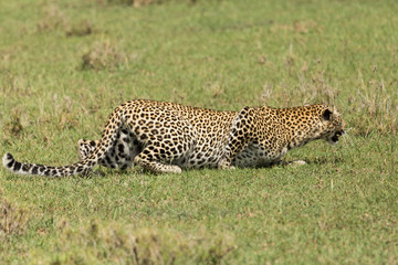 a leopard slinks across the grasslands of the Maasai Mara, Kenya