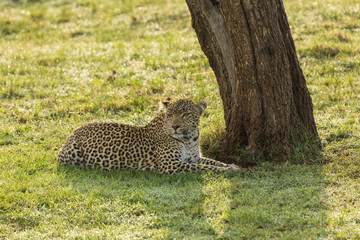 a leopard at the base of a tree on the grasslands of the Maasai Mara, Kenya
