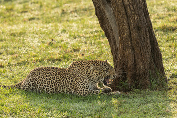 a leopard at the base of a tree on the grasslands of the Maasai Mara, Kenya