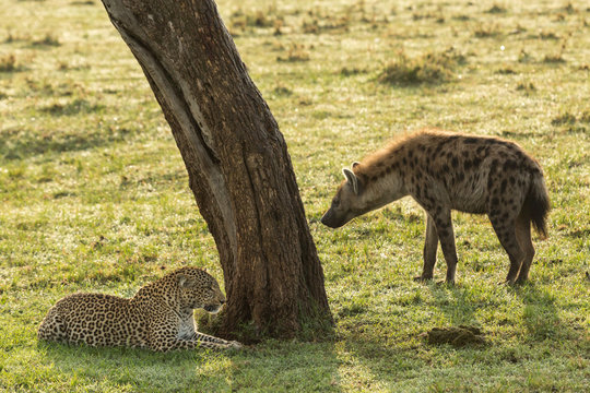 a standoff between a reclining leopard and a hyena on the grasslands of the Maasai Mara, Kenya