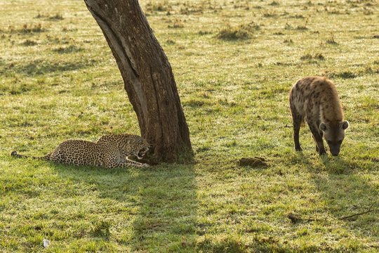 a standoff between a reclining leopard and a hyena on the grasslands of the Maasai Mara, Kenya