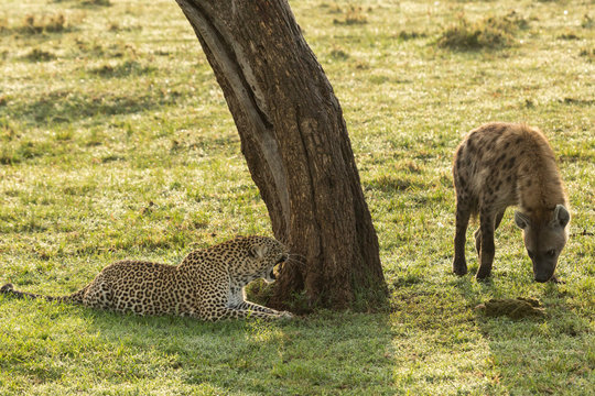 a standoff between a reclining leopard and a hyena on the grasslands of the Maasai Mara, Kenya