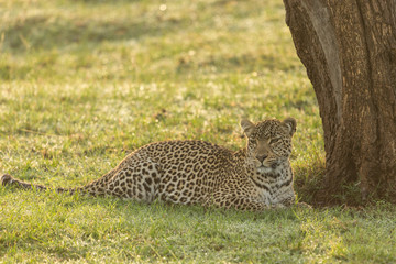 a leopard at the base of a tree on the grasslands of the Maasai Mara, Kenya