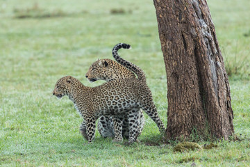 Obraz premium lampart i jej młode u podstawy drzewa na łąkach Masajów Mara w Kenii