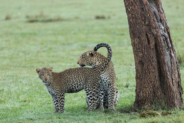 a leopard and her cub at the base of a tree on the grasslands of the Maasai Mara, Kenya