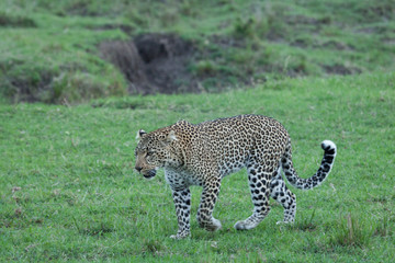 a leopard walks through the grasslands of the Maasai Mara, Kenya
