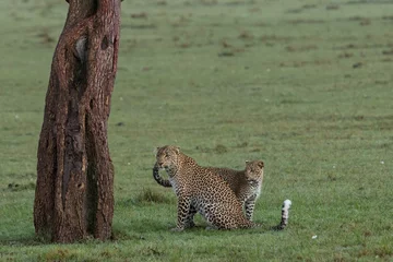 Fotobehang a leopard and her cub at the base of a tree on the grasslands of the Maasai Mara, Kenya © lindacaldwell