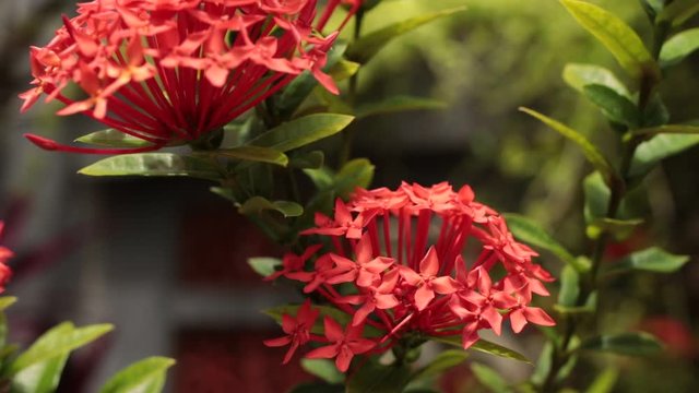 Close up of ixoria flower in the tropical garden. Bali island, Indonesia.