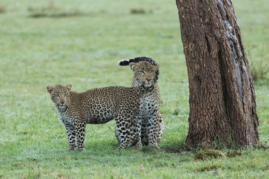 a leopard and her cub at the base of a tree on the grasslands of the Maasai Mara, Kenya