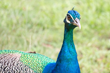 Fototapeta premium Peacock head closeup.