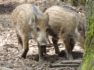 Wildschweine