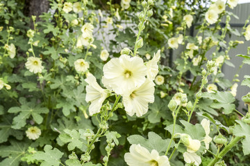 Flowers mallow. Flowering mallow on the flowerbed.