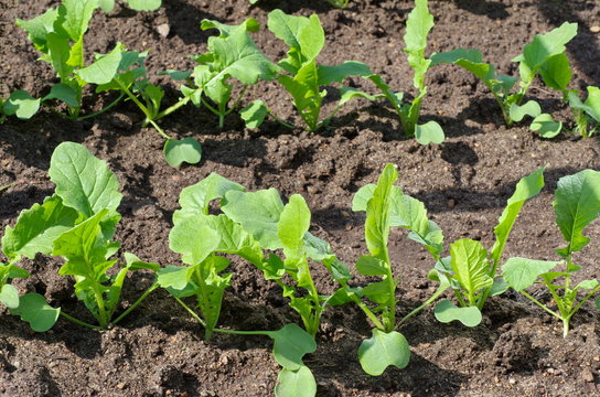 The young shoots of radish in the vegetable garden