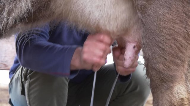 Cow milking with man's hands