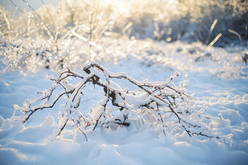 Winter Branches in Sunset Light