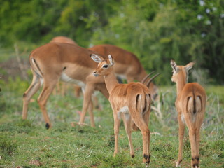 Impala Herde mit Jungen