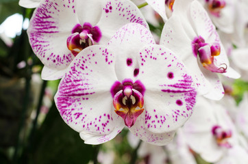 Closeup of phalaenopsis orchid in orchid greenhouse
