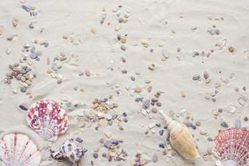 Enjoying vacation mood, sea shells on white sand background. Space for a text or product display, top view.