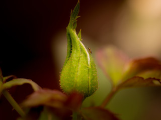 Young bud of a red rose on the garden, Close up rose bud and small insect