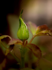 Young bud of a red rose on the garden, Close up rose bud and small insect