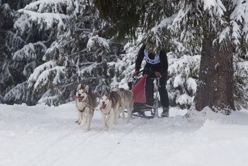 TIHUTA PASS, ROMANIA - JANUARY 20, 2018: Unidentified competitor racing during the International Sleddog Race II. edition on January 20, 2018 in Tihuta, Romania.