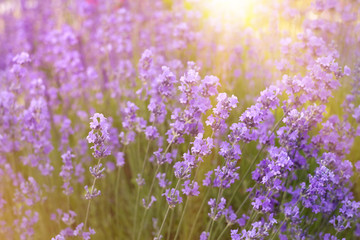 Obraz premium Flowers in the lavender fields in the Provence mountains. Lavender bushes closeup on evening light.