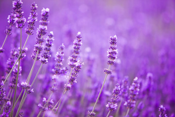 Flowers in the lavender fields in the Provence mountains. - obrazy, fototapety, plakaty