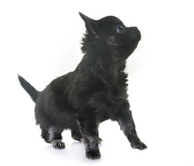 puppy chihuahua in studio