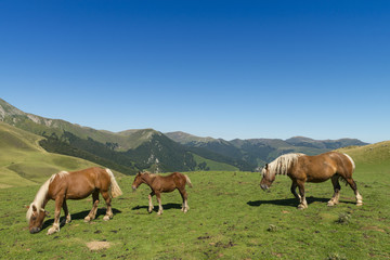 Fototapeta na wymiar Les estives dans les Pyrénées au Col de Larrau. Chevaux en liberté.