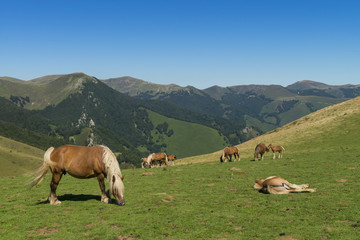 Fototapeta premium Les estives dans les Pyrénées au Col de Larrau. Chevaux en liberté.