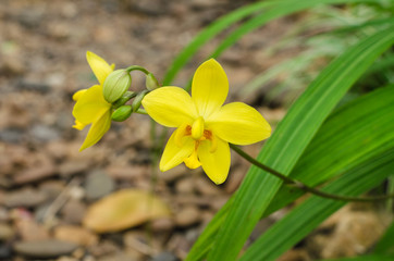 Spathoglottis plicata Blume orchid (Ueang Din Bai Maak) in Thai language