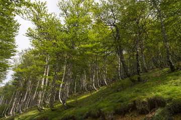 Naklejka premium Hêtre commun (Fagus sylvatica) dans la forêt des Pyrénées