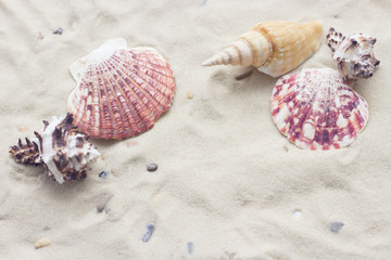 Enjoying vacation mood, sea shells on white sand background. Space for a text or product display, top view.