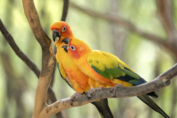 two parrots feed food on branch