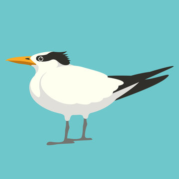 seagull  vector illustration flat style  profile side