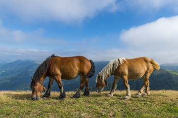 Fototapeta na wymiar chevaux en liberté dans les estives (pâtures) dans les Pyrénées au col de Bagargui.