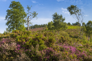 Bruyère de montagne (Calluna vulgaris) dans les Pyrénées